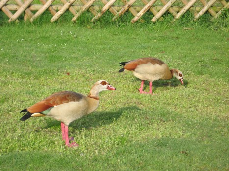 Nidderau 2010 Gänse